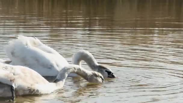 Cisnes Jóvenes Comen Pan Arrojado Por Ellos Lago — Vídeos de Stock