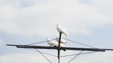 Geçen beyaz bulutların arka planında güvercin anteninde dinlenen yerel güvercinlerin zaman çizelgesi.