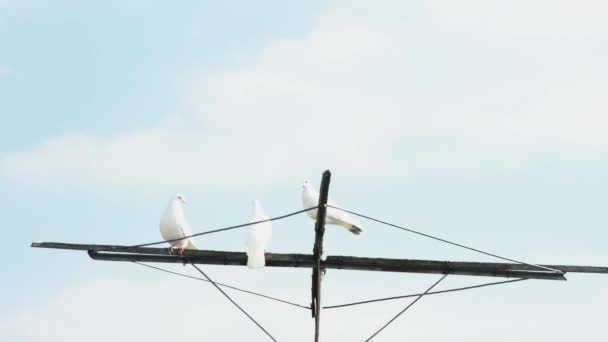 Timelapse Colombes Reposant Sur Une Antenne Pigeon Sur Fond Nuages — Video