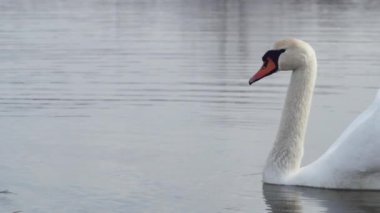 Beyaz kuğu yüzer ve zarif bir şekilde su içer..