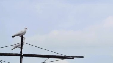 Bulutların yerel çok renkli güvercinler üzerindeki hareketlerinin zamanlaması