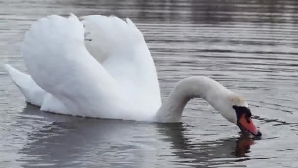 Белый Лебедь Ест Хлеб Пьет Воду Вид Спереди — стоковое видео