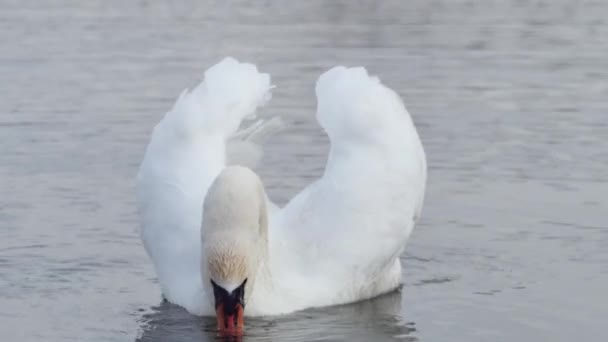 Cisne Blanco Come Pan Agua Primer Plano — Vídeos de Stock