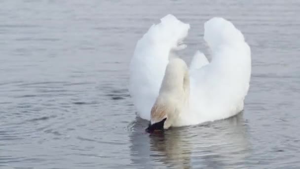 白天鹅在水里狼吞虎咽地吃面包 — 图库视频影像