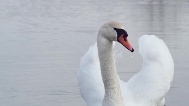 Белый Лебедь Плавает Воде Поднятыми Крыльями Крупным Планом — стоковое видео