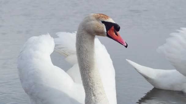 Par Cisnes Brancos Nadar Beber Água — Vídeo de Stock