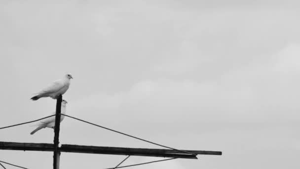 Timelapse Movimento Nuvens Sobre Pombos Domésticos Preto Branco — Vídeo de Stock