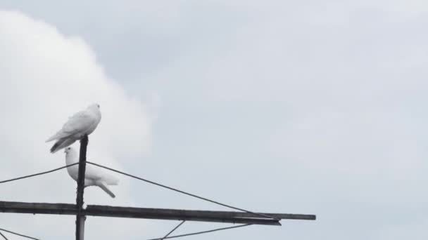 Bulutların Güvercinlerin Üzerindeki Hareketlerinin Zamanı — Stok video