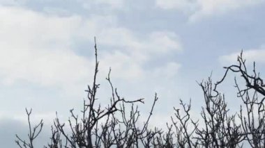 Çıplak dalların hareketinin hareket eden bulutların arka planına göre hızlandırılması.