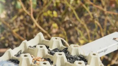 a tit takes a sunflower seed from a homemade egg carton feeder.