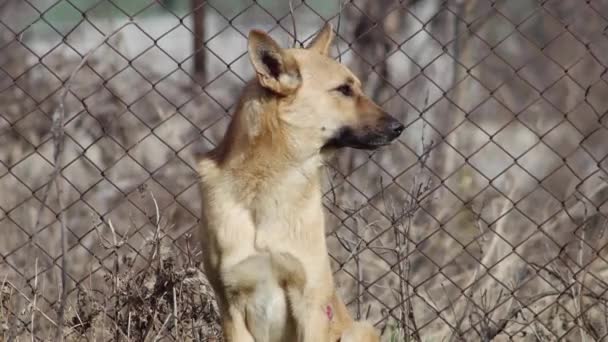 Brązowy Pies Siedzi Tle Siatki Ogrodzenia Wącha Powietrze — Wideo stockowe