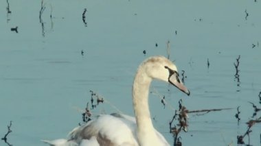 Genç bir kuğu gölde kuru otlarla yüzüyor, ön manzara, yakın plan.