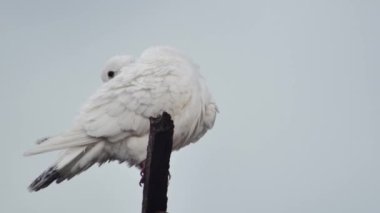  Beyaz güvercin tüylerini gökyüzüne karşı temizliyor..