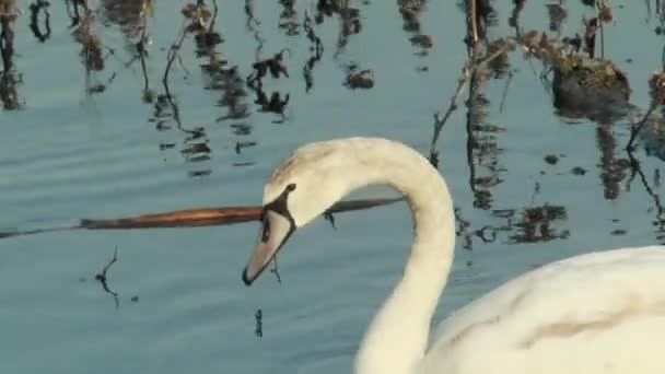 Młody Łabędź Pływa Jeziorze Suchą Trawą Zbliżenie — Wideo stockowe