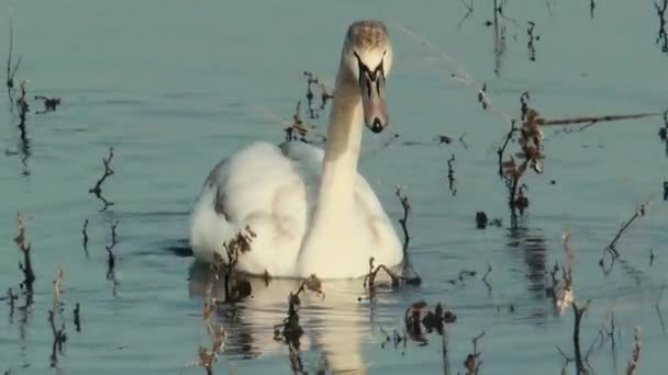 乾燥した芝生の湖で泳ぐ若い白鳥の姿 — ストック動画