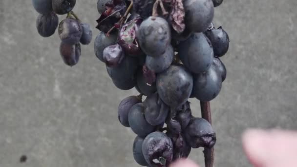 Wyciąga Rękę Gnijących Niezebranych Winogron Tle Ogrodzenia Azbestowego — Wideo stockowe
