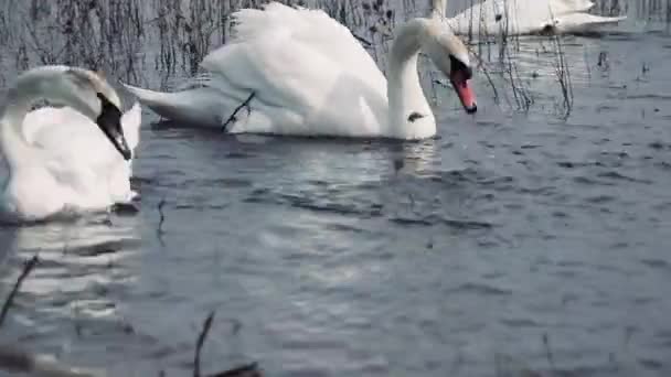 一只小天鹅在水里咬另一只小天鹅当面包 — 图库视频影像