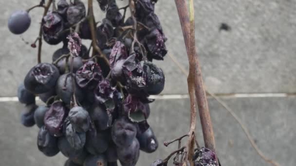 在石棉围栏的背景下腐烂未收获的葡萄 — 图库视频影像