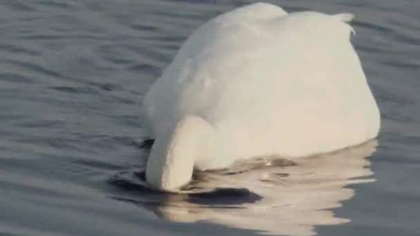 Três Cisnes Nadam Lago Close — Vídeo de Stock