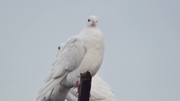 Dwa Śmieszne Białe Gołębie Niebie — Wideo stockowe