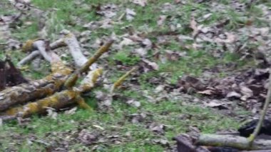  Bir adam geçen seneki sonbahar yapraklarından kalan boş bir alanı tırmıkla temizliyor.