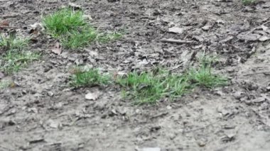 Bir adam geçen yılın sonbahar yapraklarını tırmıkla temizliyor..