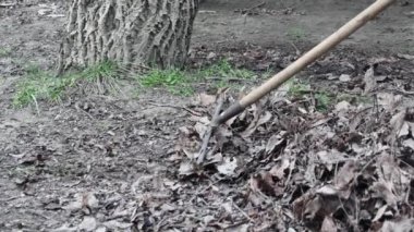  Bir işçi geçen yılın sonbahar yapraklarını tırmıkla temizliyor..