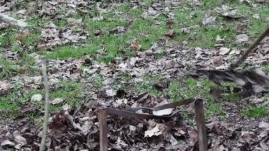  Bir işçi sonbahar yapraklarını tırmıkla temizler.