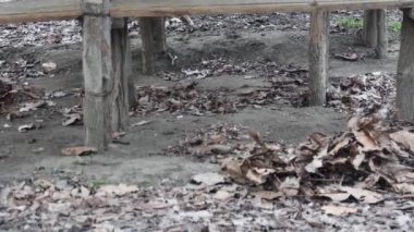  Bir işçi sonbahar yapraklarından bir dinlenme alanındaki bir açıklığı tırmıkla temizler..