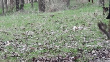 Bir işçi, geçen yılki sonbahar yaprakları yüzünden ormanı tırmıkla temizliyor..