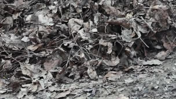 Homem Limpa Ancinho Das Folhas Outono Ano Passado — Vídeo de Stock