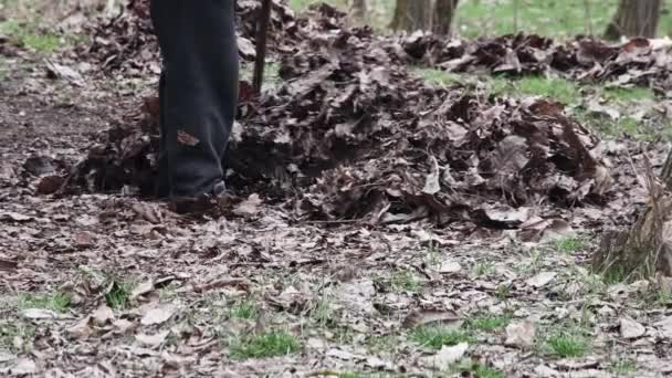 작업자 잎으로 개간하는 — 비디오