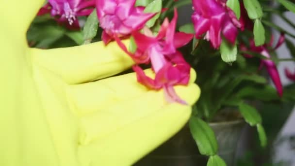 在开花的室内花卉上喷洒水 以照顾室内花卉 — 图库视频影像