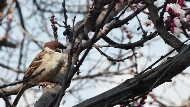 Wróbel Siedzi Rozgląda Się Wiosennym Drzewie Kwitnącym — Wideo stockowe