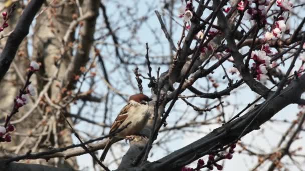 Zwykły Wróbel Siedzi Rozgląda Się Wiosennym Drzewie Kwitnącym — Wideo stockowe