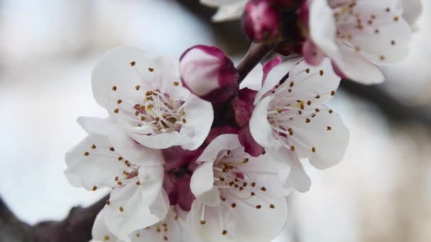 庭にある美しい春の開花アプリコットの枝の終わり — ストック動画