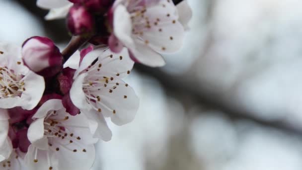 Primer Plano Rama Albaricoque Floreciente Primavera Jardín — Vídeo de stock