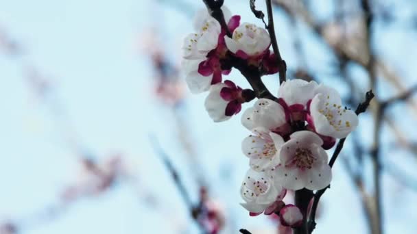 Egy Virágzó Tavaszi Sárgabarack Időeltolódása Felé — Stock videók