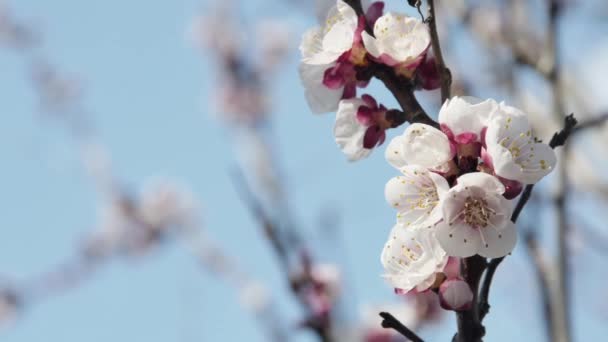 Timelapse Una Hermosa Rama Albaricoque Flor Contra Cielo — Vídeos de Stock