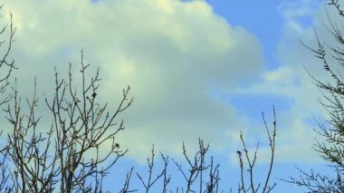 Dallar arasında büyük beyaz bulutların hareket hızı.