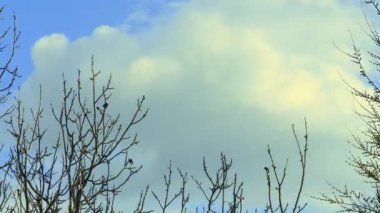  Dalların üzerinde büyük beyaz bulutların hareket hızı.