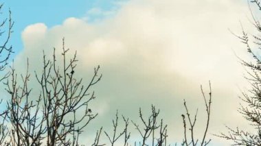 Dalların üzerinde büyük güzel beyaz bulutların hareketlerinin zamanı..