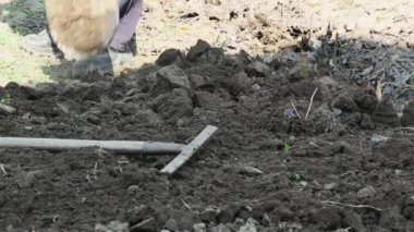  Bir çiftçi bahar tarlasında kara toprak kazar..