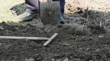 Bir çiftçi bahar tarlasında kürekle kara toprağı kazar..