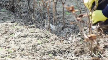 Eldivenli bir çiftçi bahçede kurutulmuş sebze biberi saplarını söker.