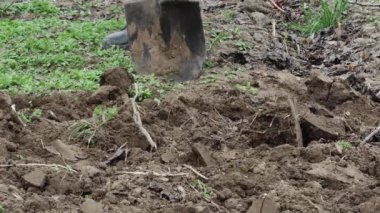  Bir adam bahar bahçesini eski bir kürekle kazıyor.