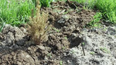 Bir adam ekilmiş küçük, neredeyse kurumuş bir Noel ağacına kara toprak döker.