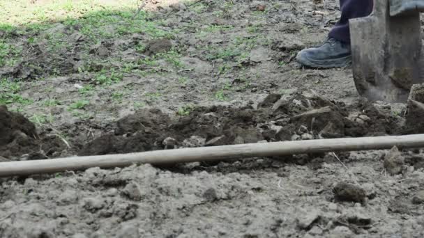 Seorang Petani Menggali Kebun Musim Seminya Dengan Sekop — Stok Video