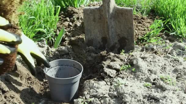 Man Transplants Small Almost Dried Christmas Tree Pot Ground — Stock Video