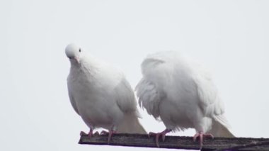 Beyaz bir arka planda ahşap bir kavşakta öten iki güzel güvercin..